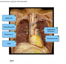 One circuit is for pulmonary circulation (circulation to the lungs; Lab 7 Blood Vessels Flashcards Quizlet