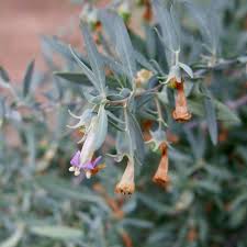 Image result for Lycium villosum