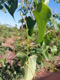 Image result for Aristolochia albida