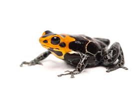 Poison Dart Frogs National Geographic