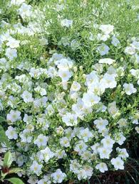 We did not find results for: Nierembergia White Robe 50 Seeds