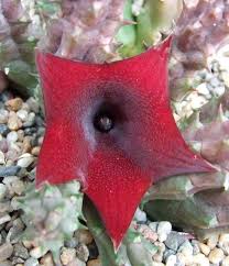 Image result for Huernia leachii