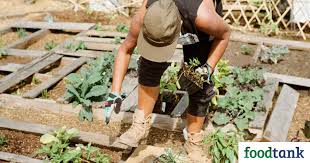 Building Community And Sustainable Food Systems In Bayview Ca Food Tank