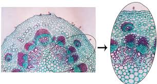 Image result for Pluchea dioscoridis