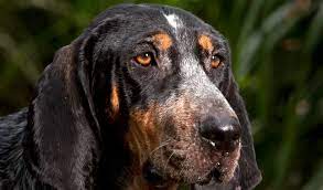 Bluetick Coonhound Breed Information