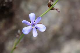 Image result for Aristea angolensis