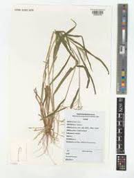 Image result for Acrachne