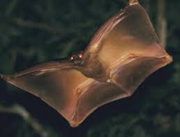 They are the most capable gliders of all glidin. This Is A Colugo Aka The Flying Lemur They Are Not Actually Lemurs Though And Are More Closely Related To Primates Natureisfuckinglit