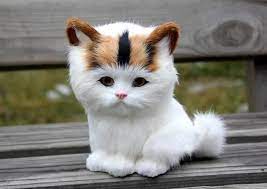 Very Cute Cat Http Ift Tt 2fxyciu Cute Cats And Kittens Kittens Cutest Beautiful Cats