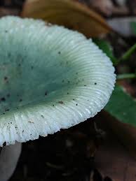 Image result for Pseudocolus schellenbergiae