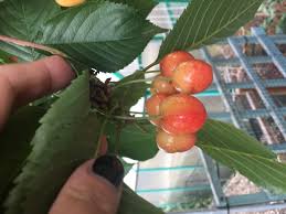 Mulching helps conserve moisture in summer and prevents weeds from growing. Help Identifying Fruit Trees The Grapevine