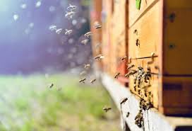Bumble bees are fuzzy and usually build their nests under or close the ground. 4 Kinds Of Bees And Wasps You May See Around Your Home