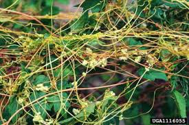Image result for Cuscuta
