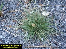 Image result for Fimbristylis