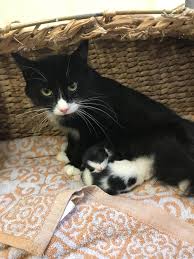 Check spelling or type a new query. Mum Cat Found Abandoned In Bin Bag With Newborn Kittens Gazette Herald
