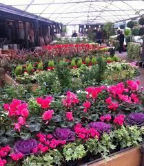 Maybe you would like to learn more about one of these? Ideas For Autumn Planting The Chelsea Gardener