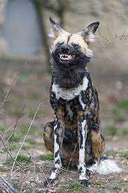 African Wild Dog Finishing To Yawn African Wild Dog Animals Wild Dogs