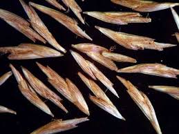 Image result for Queenslandiella