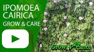 Image result for Ipomoea richardsiae