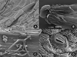 Image result for Stomatanthes