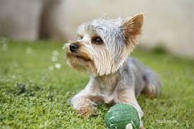 We knew immediately that it was time to go to a specialist (which we planned on doing any. Liver Shunt In Dogs