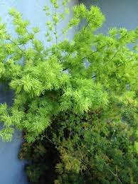 Asparagus Retrofractus Variegated Plants Foliage Plants Planting Flowers