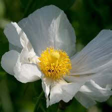 Image result for Papaveraceae