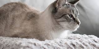 We reviewed dozens of cat beds to identify the best of the best. The Best Cat Beds According To Our Cats For 2021 Reviews By Wirecutter