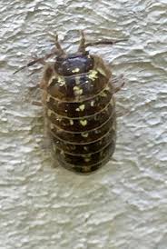 Pin Von Hans Joachim Alscher Auf Garten Und Natur Pflanzen Tiere Assel