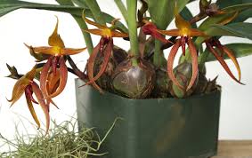 Image result for Bulbophyllum burttii