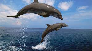 Bottlenose Dolphin Facts Behavior Senses Diet