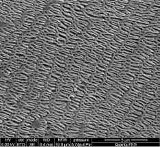 I wanted to see what my skin looks like under a microscope when it's magnified by 1000x and. Snake Skin Under The Sem Microscopy
