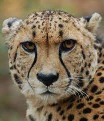 Idea Of Cheetah Face For Face Painting Kids Cheetah Costume Cheetah Face Cheetah Costume