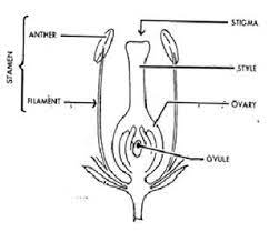 A stamen consists of an anther (which produces pollen) and a types of flowers: Explain The Structure Of Male And Female Reproductive Part Of A Plant Science How Do Organisms Reproduce 3535036 Meritnation Com