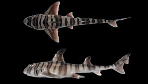 New Shark Species With Human-Like Teeth Discovered In Australia | IFLScience