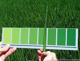 Updated Leaf Color Chart Is In The Mail California Rice News