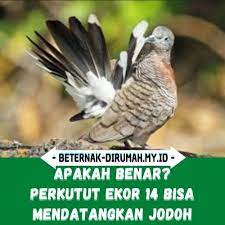 4 Jenis Ekor Perkutut Yang Bagus Mitos Dan Ciri Cirinya In 2021 Ksatria Burung