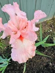 Started collecting Irises last year and this is one of them