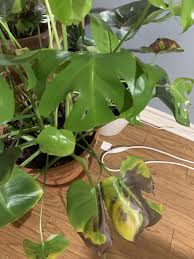 Monstera Deliciosa Is Browning And Yellowing What Could Be Causing This Gardening Garden Diy Home Monstera Deliciosa Monstera Deliciosa Indoor Monstera