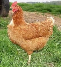 Poules Pondeuses Top 10 Des Races Poule Pondeuse Pondeuse Races De Poules Pondeuses