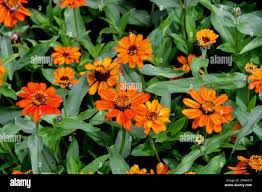 Image result for Zinnia angustifolia