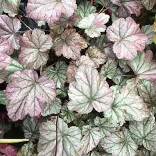 Thrives in full sun or part shade. Stainless Steel Heuchera Plants For Sale Coral Bells Free Shipping