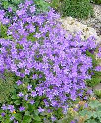 Bellflower Plants From Spalding Bulb Campanula Portenschlagiana Bellflower Plant Plants