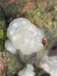 Image result for Exidia nucleata