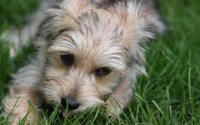 Check out our breed information page! All About Yorkie Bichon Dog Breed Hybrid Crossbreed Of Yorkshire Terrier And Bichon Frise