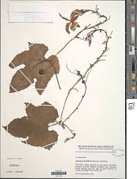 Image result for Lagenaria breviflora