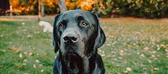 2 3 reasons why you shouldn't get a rottweiler labrador. Rottweiler Mixed With Labrador Retriever Mississippi Rottweilers
