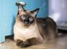 Siamese – Specialty Purebred Cat Rescue