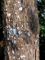 Image result for Carapa grandiflora