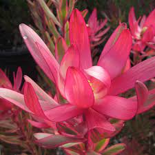 Leucadendron Archives Protea World In 2021 Protea Plant Plants Plants Online